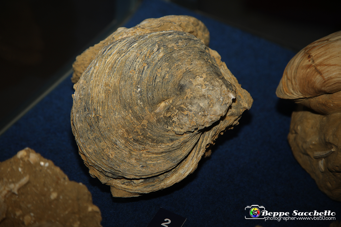 VBS_9552 - Museo Paleontologico - Asti.jpg